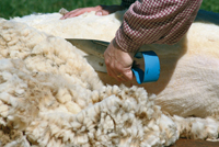 Shearing